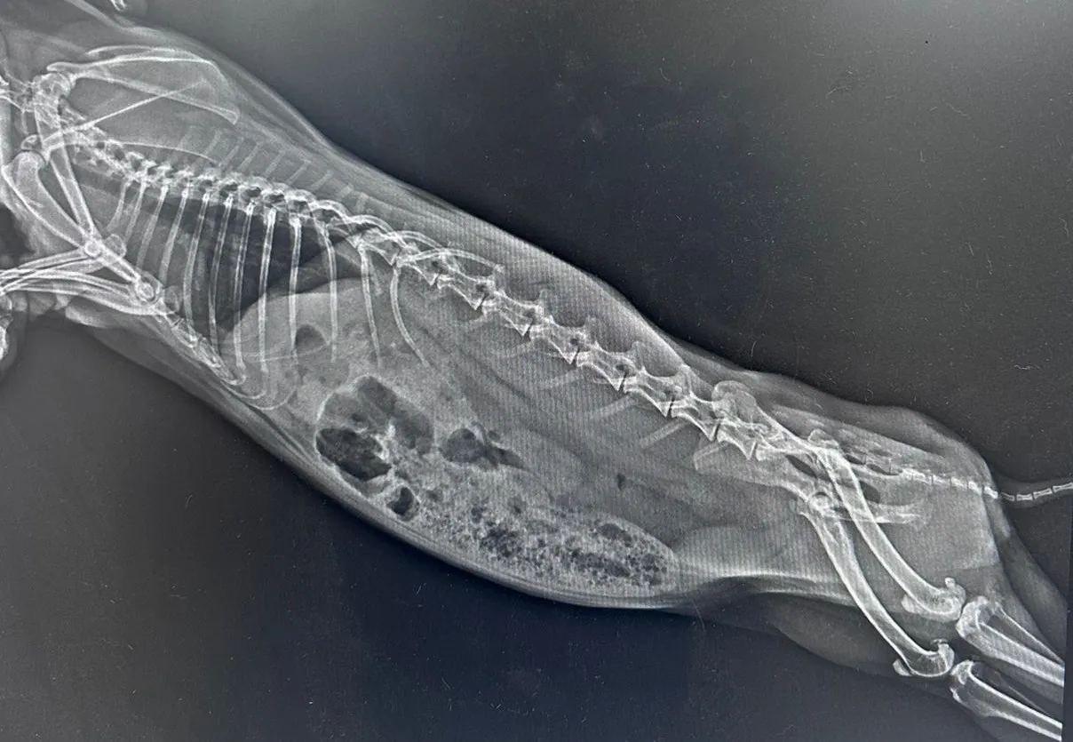 Görüntüleme/Radyoloji