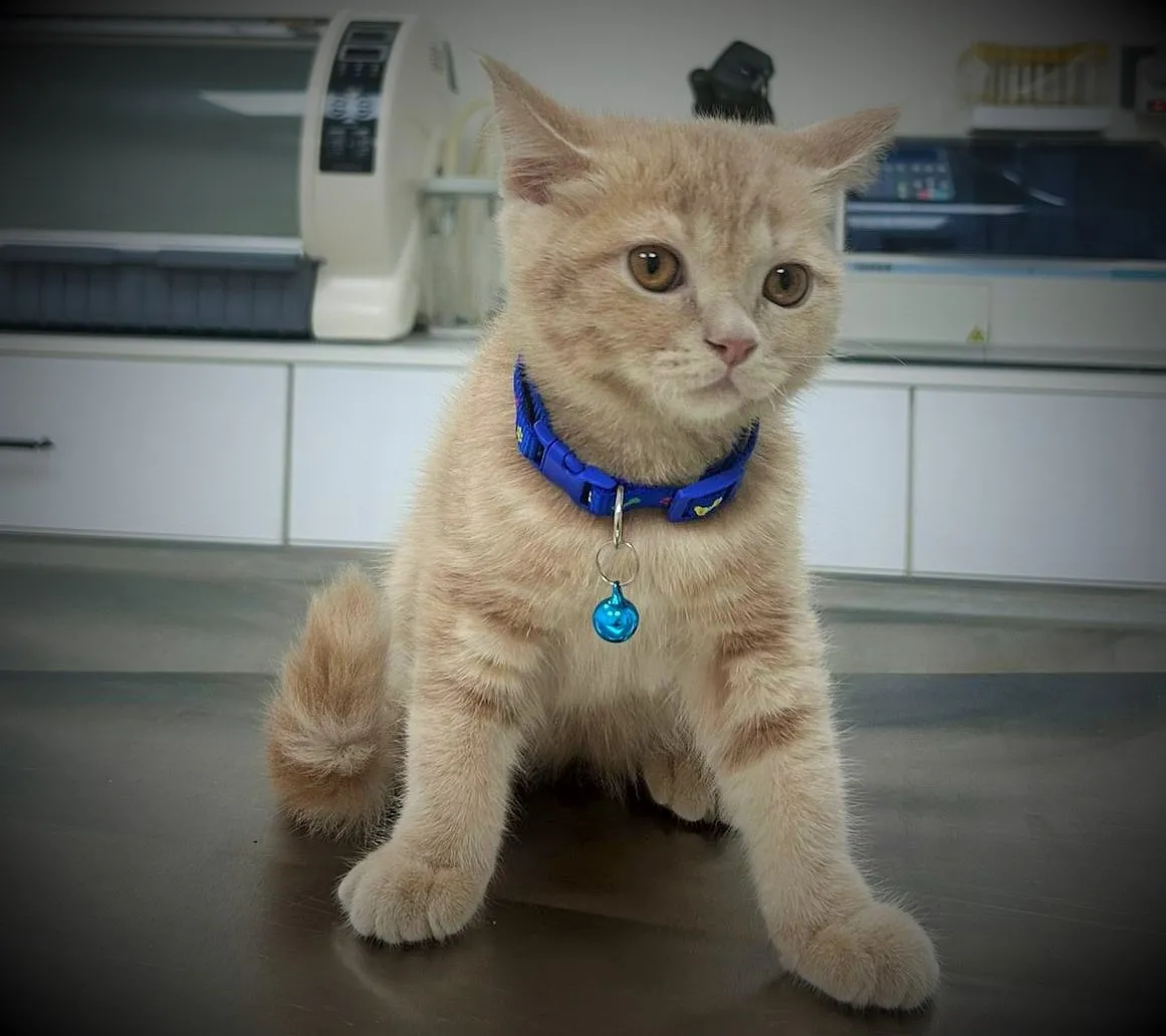 Mikroçip Süresi Uzatıldı mı?